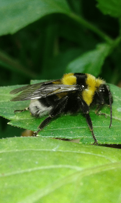Bombus ruderatus (Apidae)? S, maschio